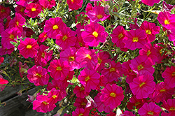 SuperCal Neon Rose Petchoa (Petchoa 'SuperCal Neon Rose') at A Very Successful Garden Center