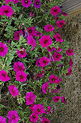 SuperCal Purple Petchoa (Petchoa 'SuperCal Purple') at Lakeshore Garden Centres
