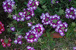 Lanai Twister Purple Verbena (Verbena 'Lanai Twister Purple') at A Very Successful Garden Center