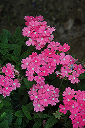Lanai Upright Pink Verbena (Verbena 'Lanai Upright Pink') at A Very Successful Garden Center