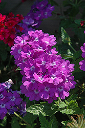 Superbena Violet Ice Verbena (Verbena 'Superbena Violet Ice') at A Very Successful Garden Center