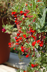 Firecracker Cuphea (Cuphea purpurea 'Firecracker') at A Very Successful Garden Center