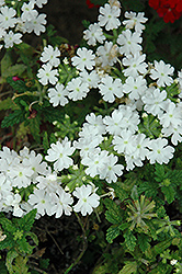 Estrella White Verbena (Verbena 'Estrella White') at A Very Successful Garden Center