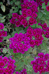 Estrella Dark Purple Verbena (Verbena 'Estrella Dark Purple') at A Very Successful Garden Center