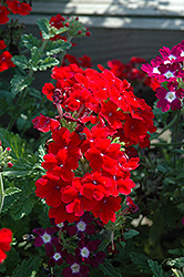Empress Dark Red Verbena (Verbena 'Empress Dark Red') at A Very Successful Garden Center