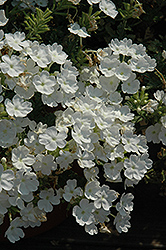 Lascar Compact White Verbena (Verbena 'Lascar Compact White') at Lakeshore Garden Centres