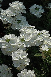 Fuego White Verbena (Verbena 'Fuego White') at A Very Successful Garden Center