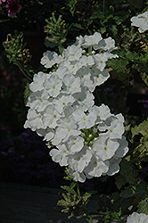 Donalena White Verbena (Verbena 'Donalena White') at A Very Successful Garden Center