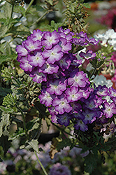 Donalena Lavender Grace Verbena (Verbena 'Donalena Lavender Grace') at A Very Successful Garden Center