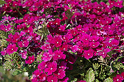 Donalena Purple Velvet Verbena (Verbena 'Donalena Purple Velvet') at A Very Successful Garden Center