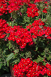 Donalena Red Lips Verbena (Verbena 'Donalena Red Lips') at A Very Successful Garden Center