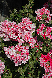 Donalena Twinkle Deep Pink Verbena (Verbena 'Donalena Twinkle Deep Pink') at A Very Successful Garden Center