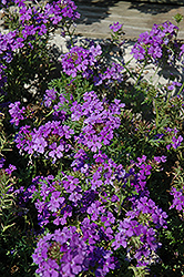 Veralena Pure Lavender Verbena (Verbena 'Veralena Pure Lavender') at A Very Successful Garden Center