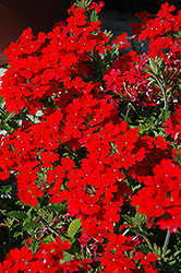 Temari Patio Red Verbena (Verbena 'Temari Patio Red') at Lakeshore Garden Centres