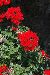 Lanai Red Verbena (Verbena 'Lanai Red') at Lakeshore Garden Centres