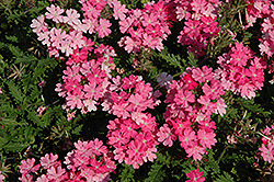 Lanai Bright Pink Verbena (Verbena 'Lanai Bright Pink') at A Very Successful Garden Center