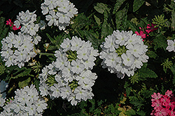 Lanai Blush White Verbena (Verbena 'Lanai Blush White') at A Very Successful Garden Center