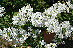 Tukana White Verbena (Verbena 'Tukana White') at A Very Successful Garden Center