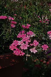 Aztec Magic Dark Pink Verbena (Verbena 'Aztec Magic Dark Pink') at A Very Successful Garden Center