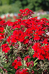 Aztec Dark Red Verbena (Verbena 'Aztec Dark Red') at Lakeshore Garden Centres