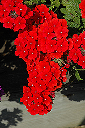 Fuego Bright Red Verbena (Verbena 'Fuego Bright Red') at Lakeshore Garden Centres