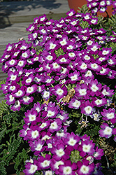 Aztec Violet Wink Verbena (Verbena 'Aztec Violet Wink') at Lakeshore Garden Centres