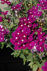 Aztec Violet Verbena (Verbena 'Aztec Violet') at A Very Successful Garden Center