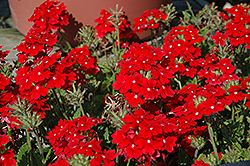 Aztec Red Velvet Verbena (Verbena 'Aztec Red Velvet') at A Very Successful Garden Center