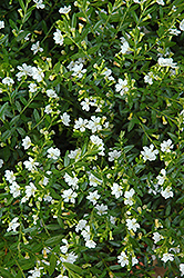 Cupid White False Heather (Cuphea hyssopifolia 'Cupid White') at A Very Successful Garden Center