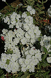 Empress White Verbena (Verbena 'Empress White') at A Very Successful Garden Center