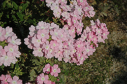 Empress Soft Pink Charme Verbena (Verbena 'Empress Soft Pink Charme') at A Very Successful Garden Center
