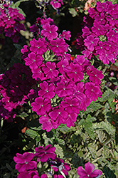 Empress Purple Verbena (Verbena 'Empress Purple') at A Very Successful Garden Center
