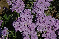 Empress Lavender Verbena (Verbena 'Empress Lavender') at A Very Successful Garden Center