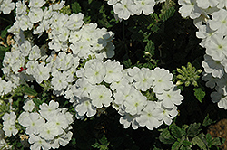Empress Flair White Verbena (Verbena 'Empress Flair White') at A Very Successful Garden Center