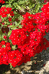 Venturi Scarlet Verbena (Verbena 'Venturi Scarlet') at Lakeshore Garden Centres