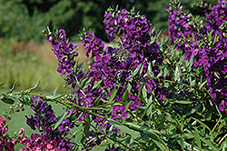 Carita Cascade Deep Purple Angelonia (Angelonia angustifolia 'Carita Cascade Deep Purple') at Lakeshore Garden Centres