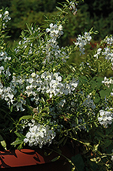 Carita Cascade White Angelonia (Angelonia angustifolia 'Carita Cascade White') at A Very Successful Garden Center
