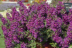 AngelMist Spreading Dark Purple Angelonia (Angelonia angustifolia 'Balangsparpi') at Lakeshore Garden Centres