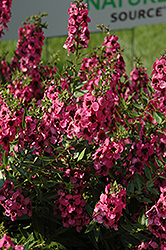 Carita Raspberry Angelonia (Angelonia angustifolia 'Carita Raspberry') at A Very Successful Garden Center