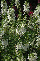Carita White Angelonia (Angelonia angustifolia 'Carita White') at Lakeshore Garden Centres