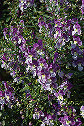 Adessa Blue Angelonia (Angelonia angustifolia 'Adessa Blue') at A Very Successful Garden Center