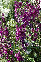 Adessa Purple Angelonia (Angelonia angustifolia 'Adessa Purple') at A Very Successful Garden Center