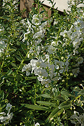 Adessa White Angelonia (Angelonia angustifolia 'Adessa White') at A Very Successful Garden Center