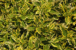 Floricolor Sandstone Coleus (Solenostemon scutellarioides 'Sandstone') at A Very Successful Garden Center