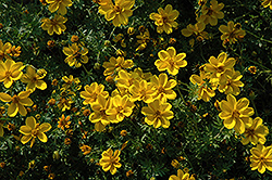 Yellow Sunshine Bidens (Bidens ferulifolia 'Yellow Sunshine') at A Very Successful Garden Center