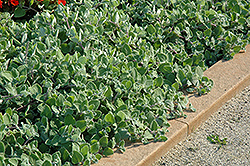 Nicoletta Swedish Ivy (Plectranthus 'Nicoletta') at A Very Successful Garden Center