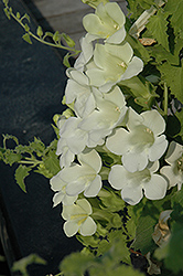 Lofos White Creeping Gloxinia (Lophospermum 'Lofos White') at Lakeshore Garden Centres