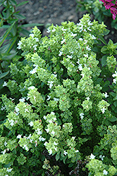 Boxwood Basil (Ocimum basilicum 'Boxwood') at Lakeshore Garden Centres