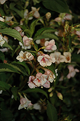 Sunny Anniversary Abelia (Abelia x grandiflora 'Minduo1') at Lakeshore Garden Centres