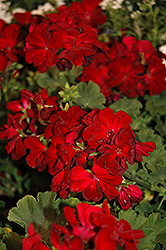 Dandy Deep Red Geranium (Pelargonium 'Dandy Deep Red') at Lakeshore Garden Centres